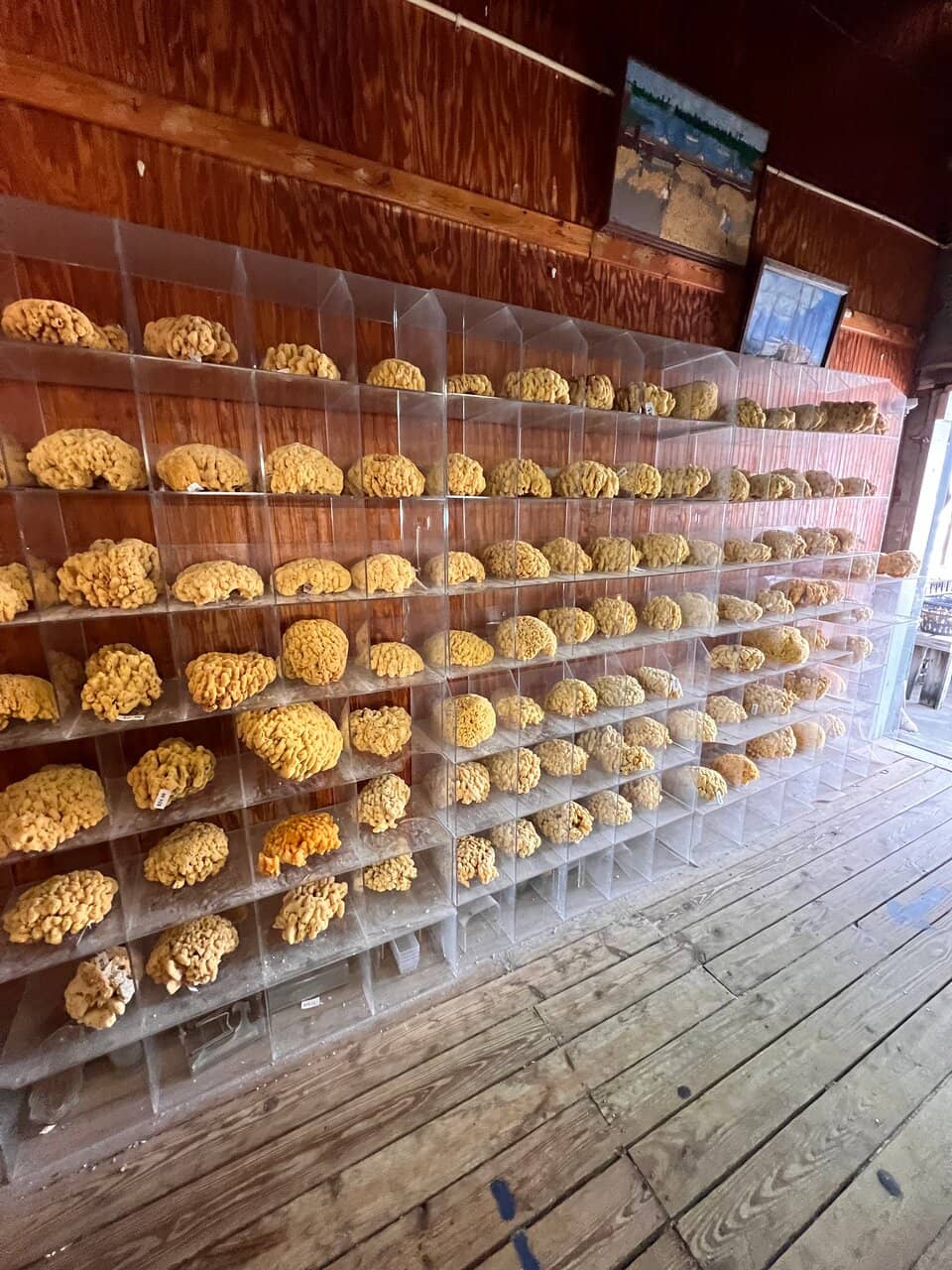 Sponge Docks Exploration
