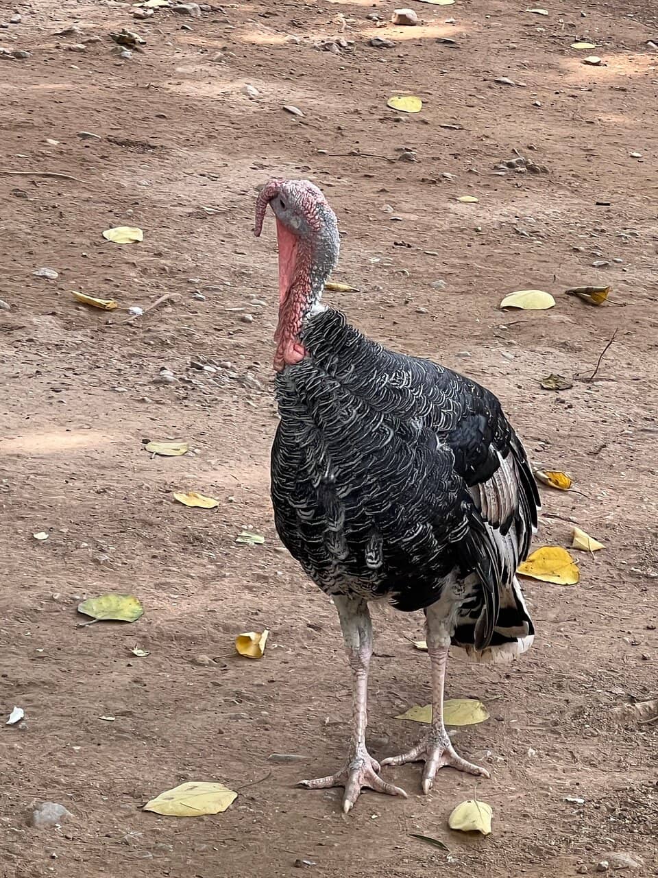 Walk-In Aviary Wonders