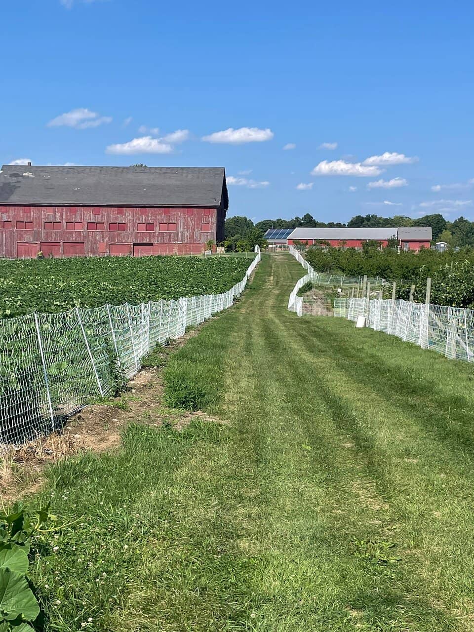 Pumpkin Patch Perfection
