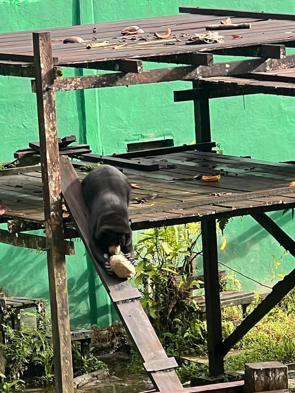Orangutan Encounters