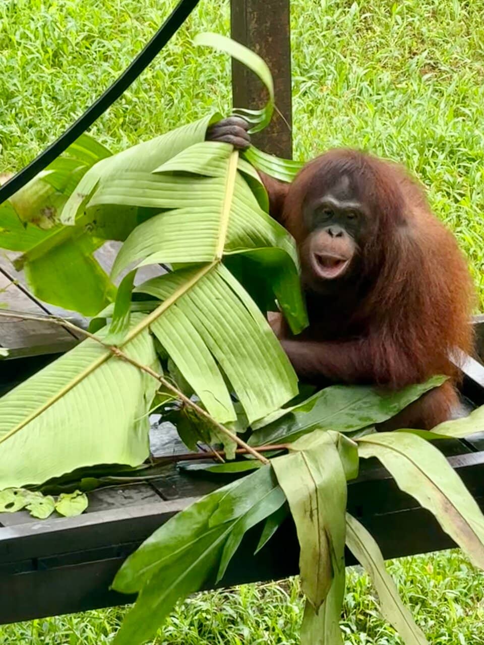 Diverse Sarawakian Wildlife