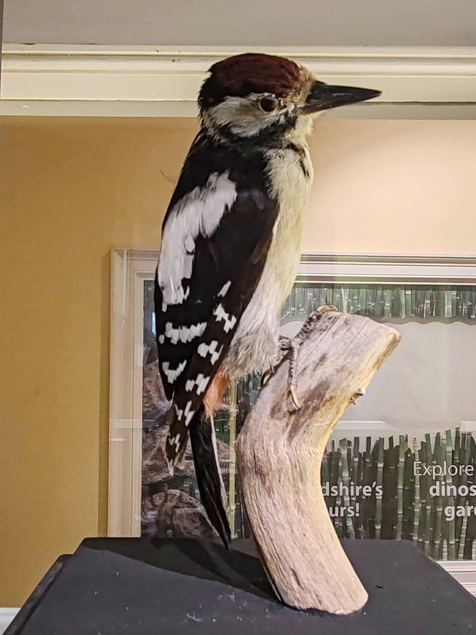 Local History Exhibits