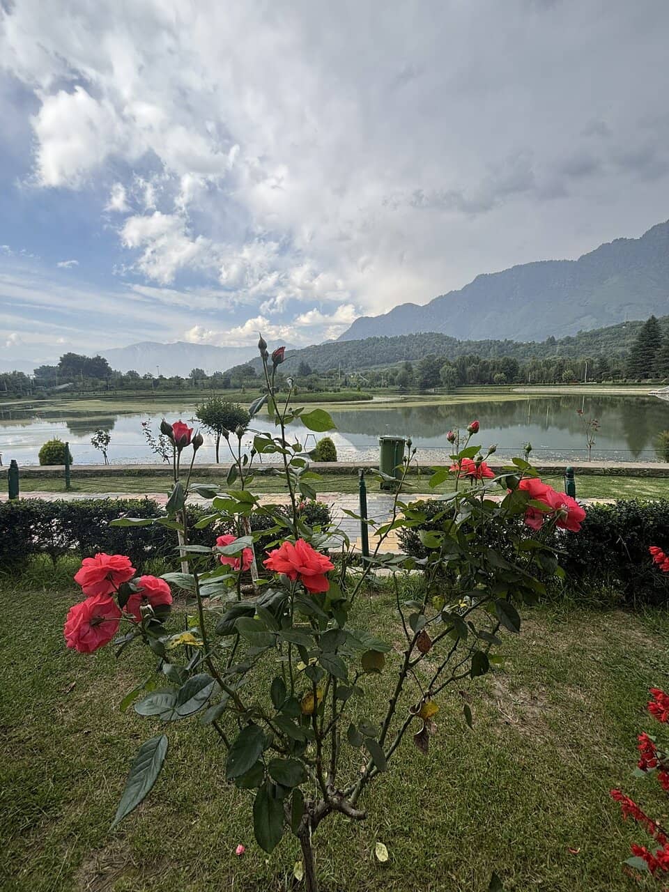 Diverse Plant Collections