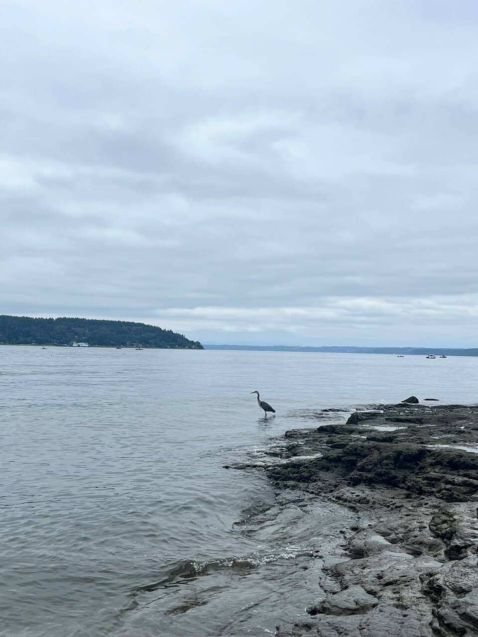 Orca Sightings
