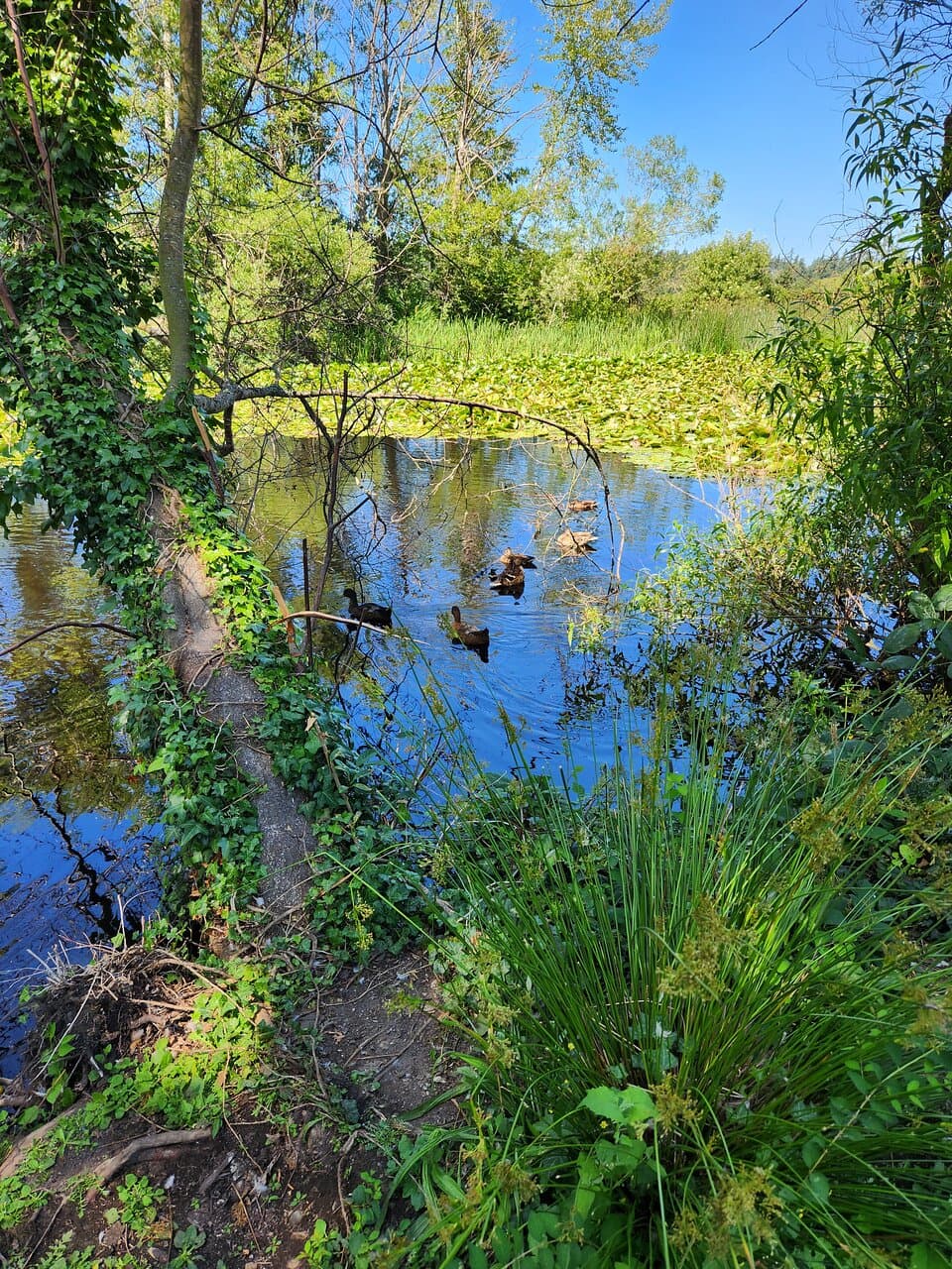 The park has a very natural feel.