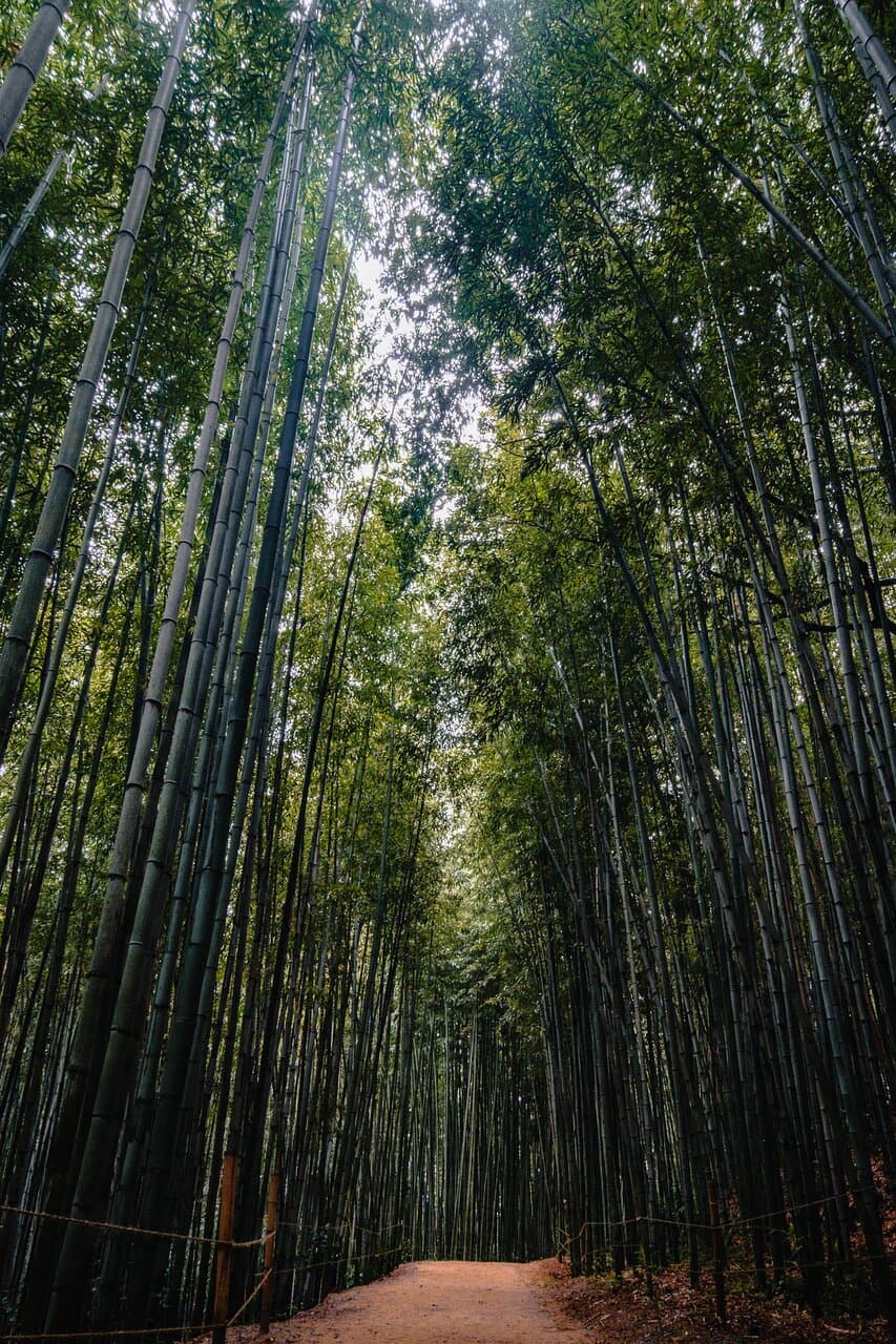 Damyang Juknokwon Bamboo forest