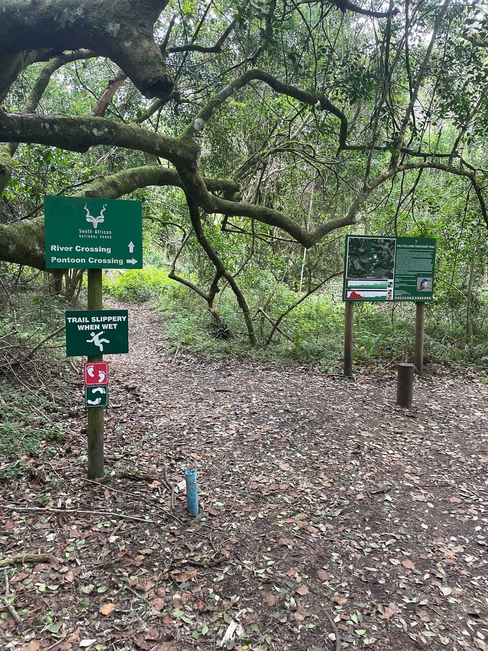Half-Collared Kingfisher Trail