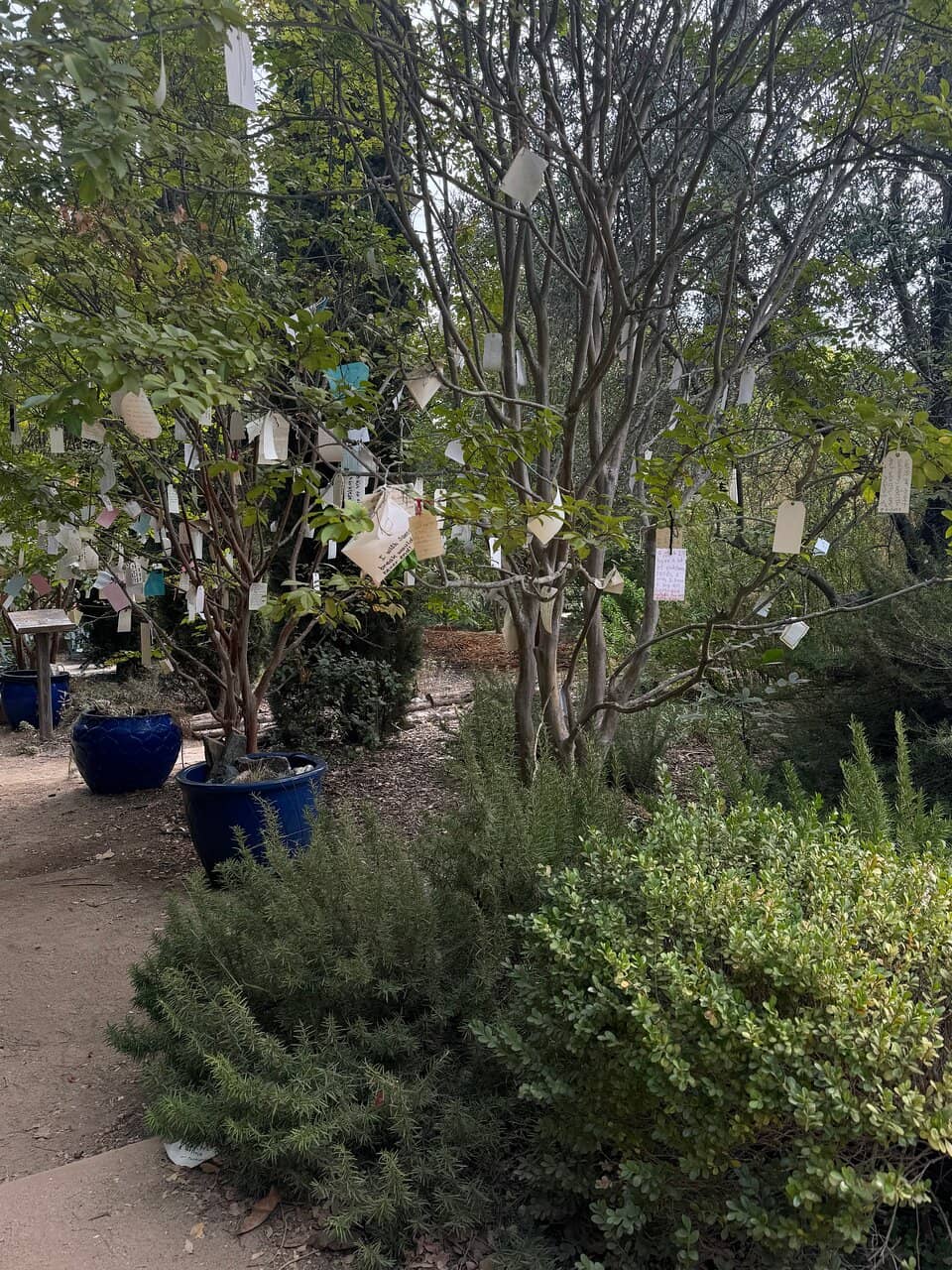 Mediterranean & Californian Flora