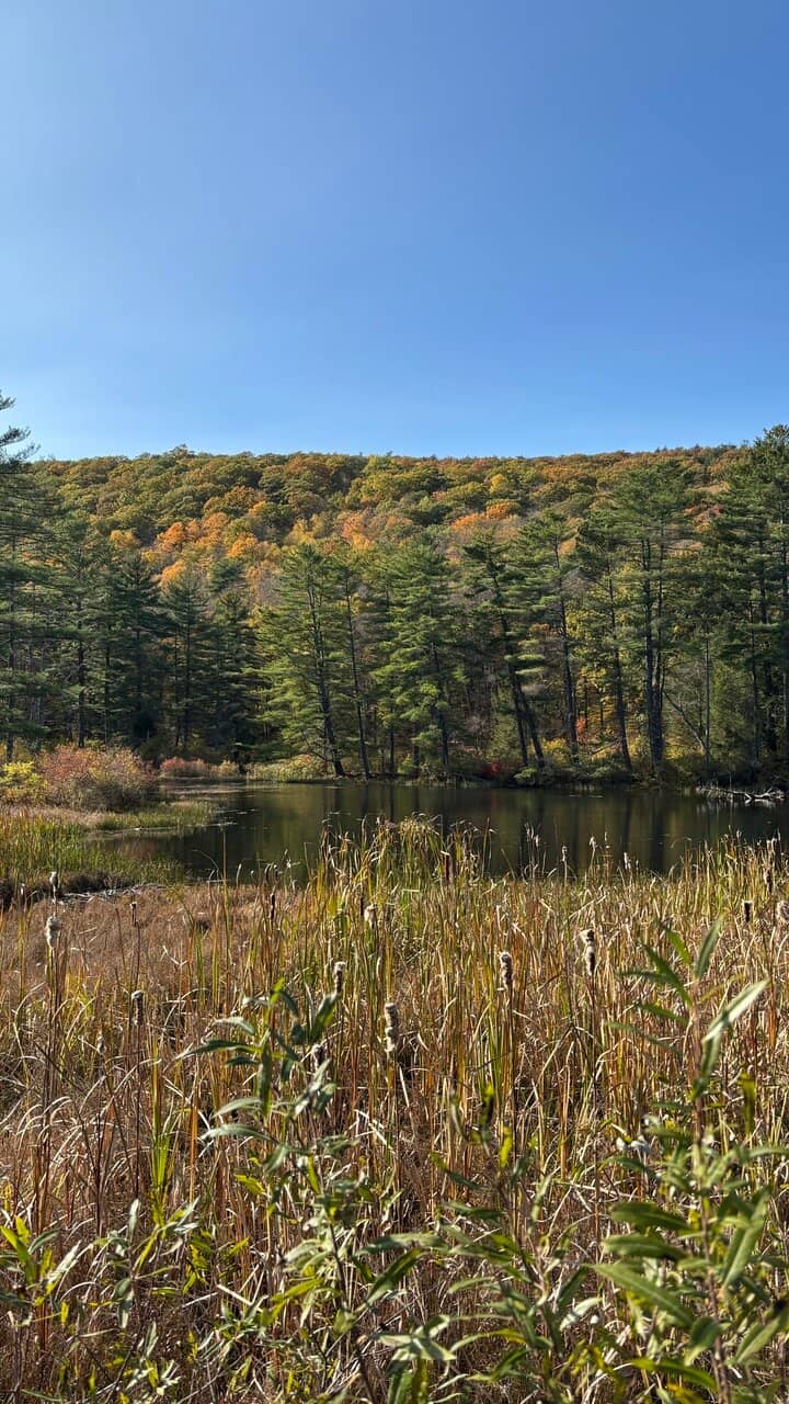 Native Pollinator Garden