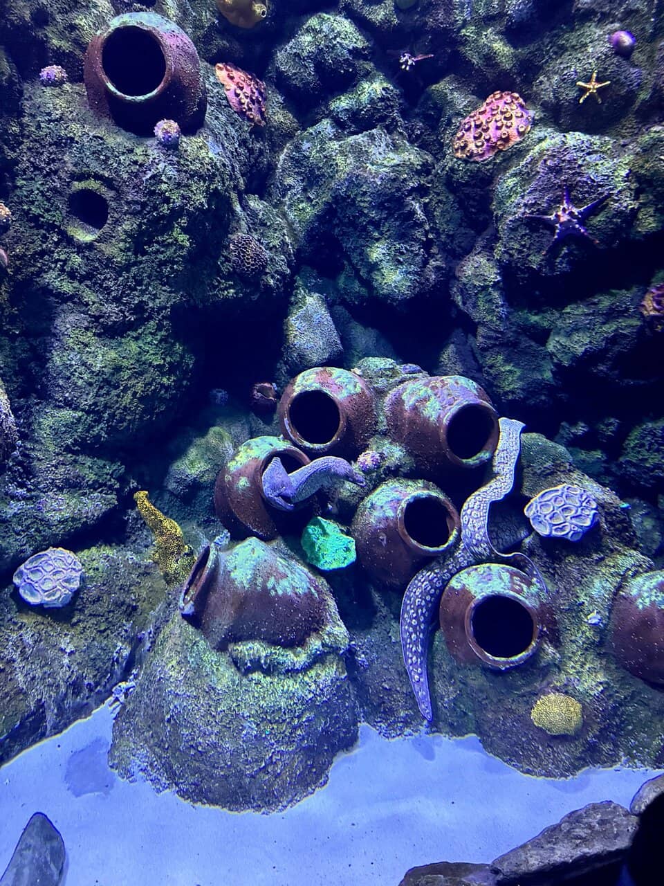 Exotic Seashell Collection