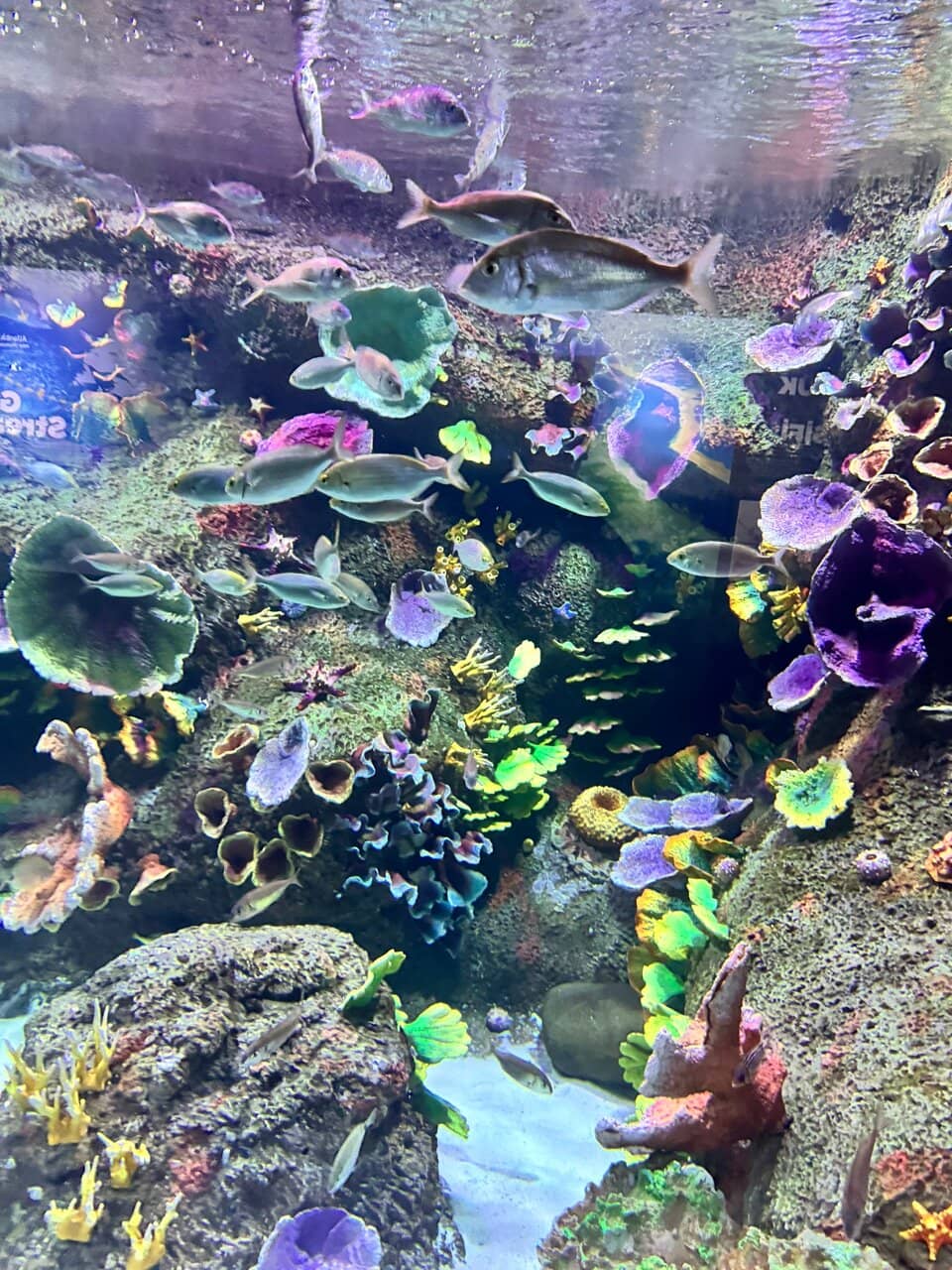 Reptile and Arachnid Exhibits