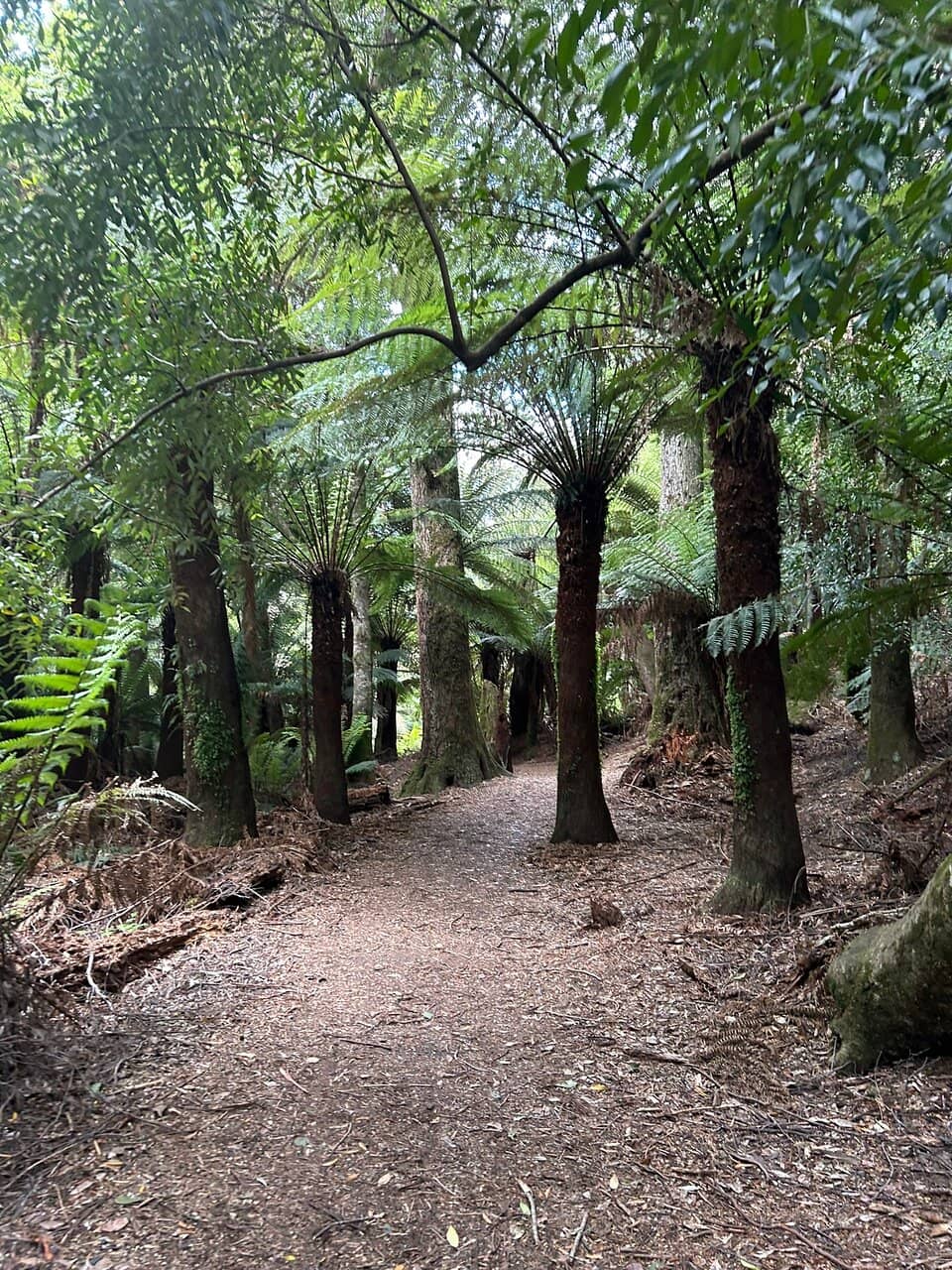 Liffey Falls