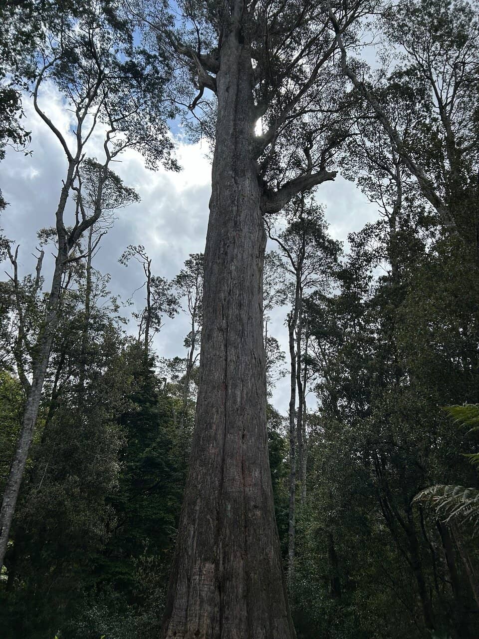 Alexandra Falls