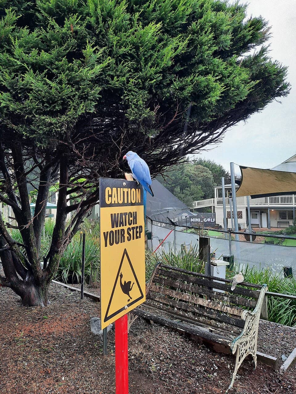 Hand-Feeding Parrots
