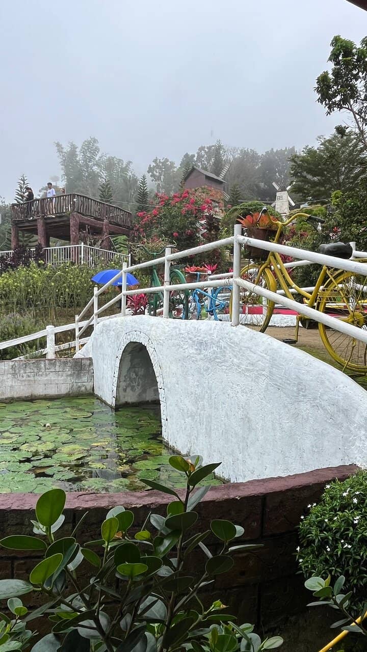 Vibrant Celosia Blooms