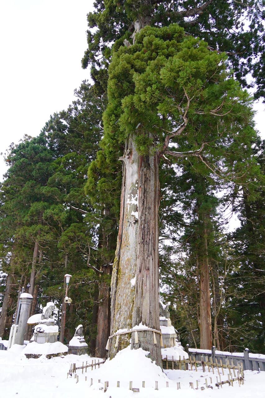 The Majestic Cedar Avenue