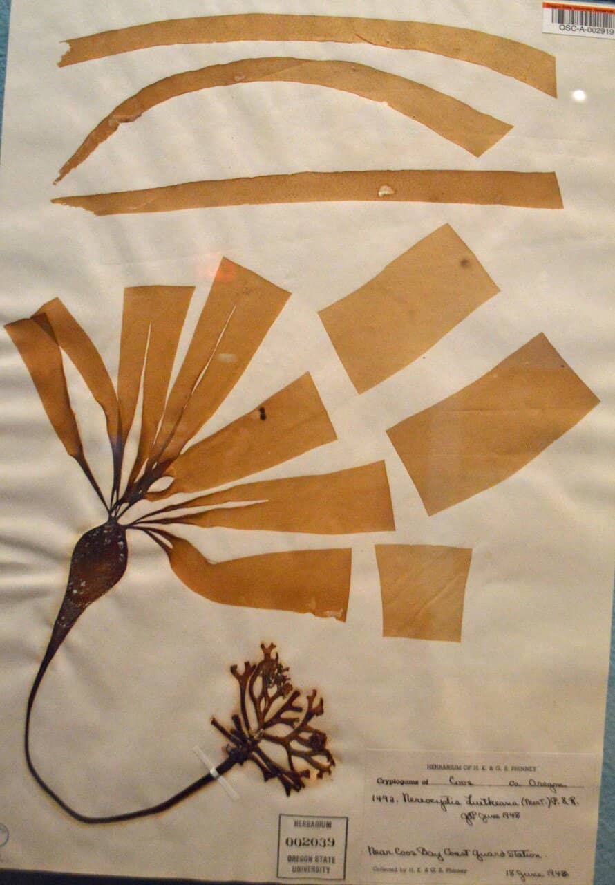 Botany and Biodiversity