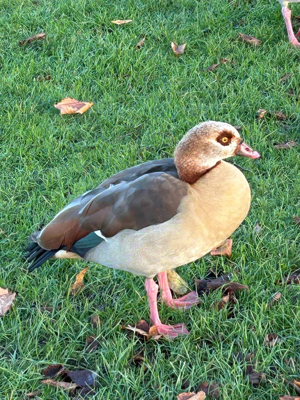 Princess Diana Memorial Playground