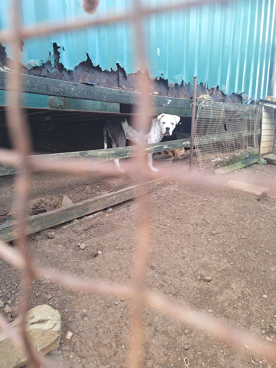 Seaside Wildlife