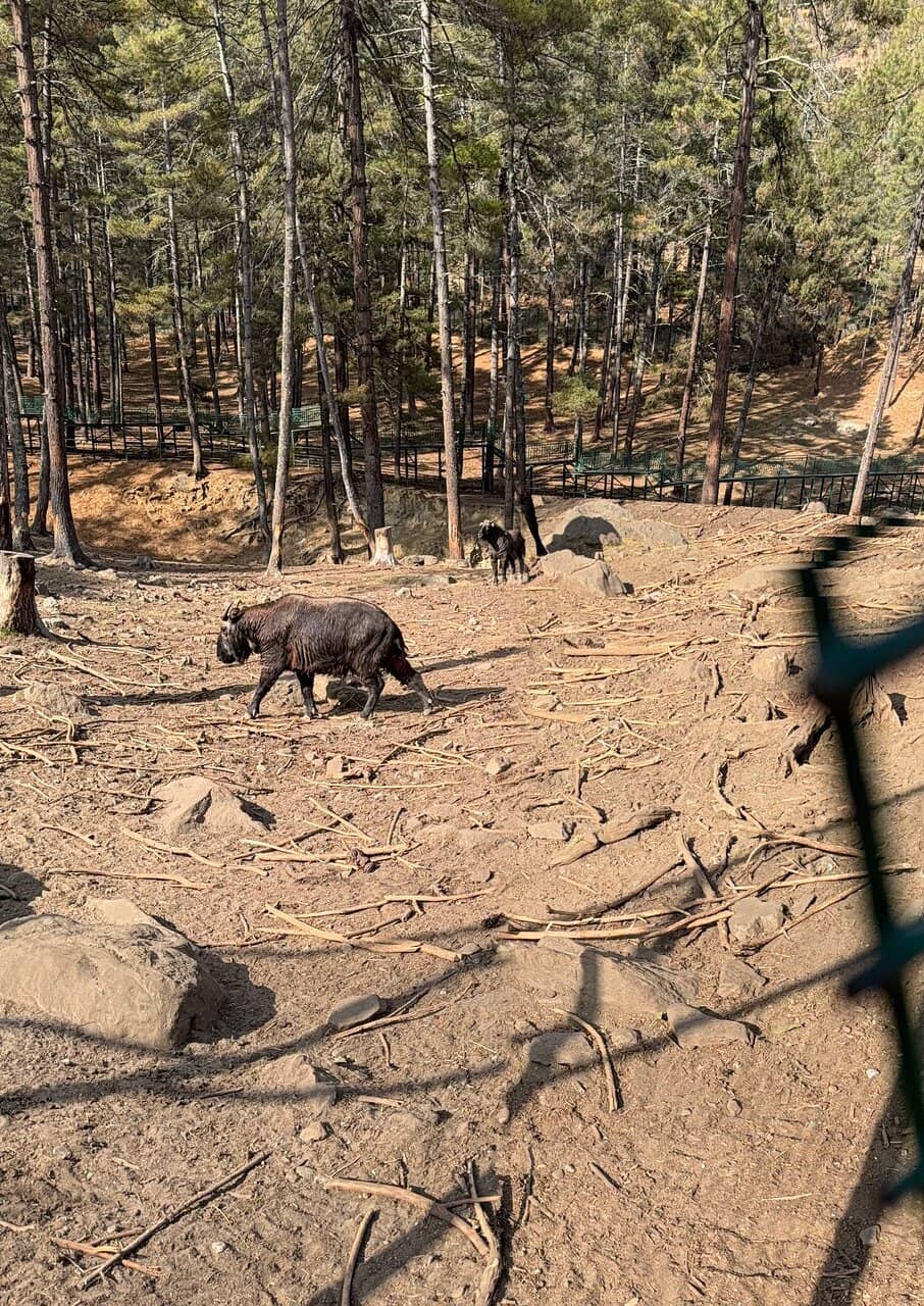 The Majestic Takin