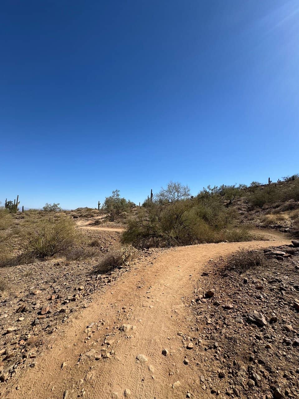 Moonlight Trail