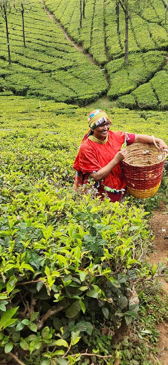 Lush Tea Gardens