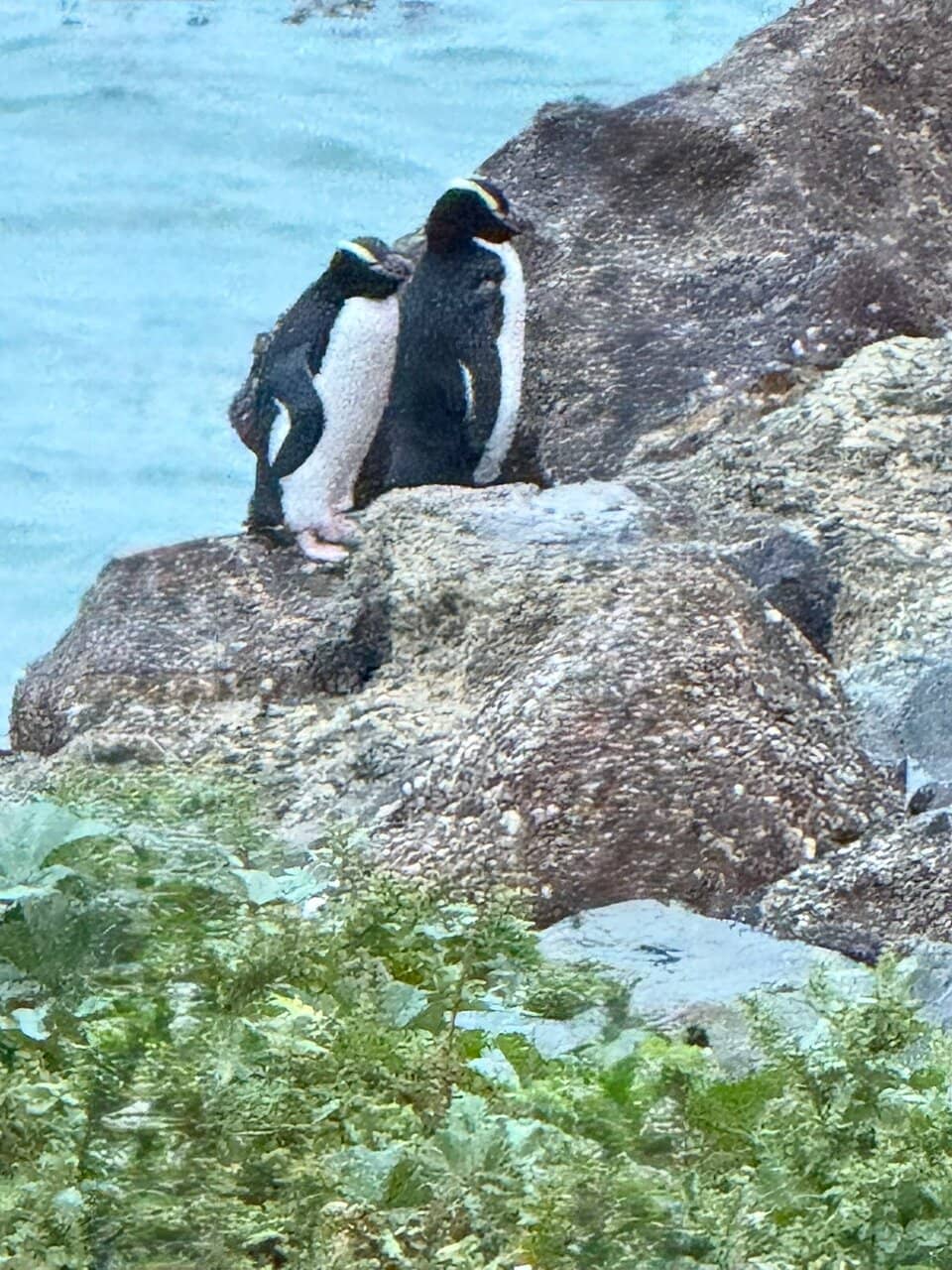 The Nightly Penguin Parade