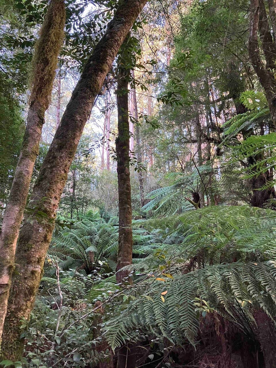 Myrtle Gully Circuit