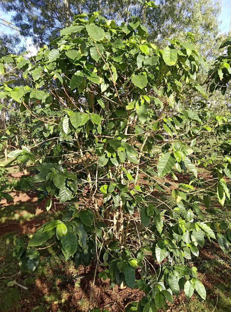 Local Artisan Gift Shop