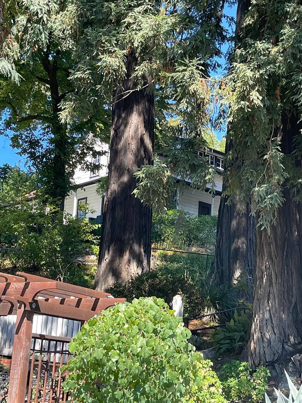 Redwood Forest Setting