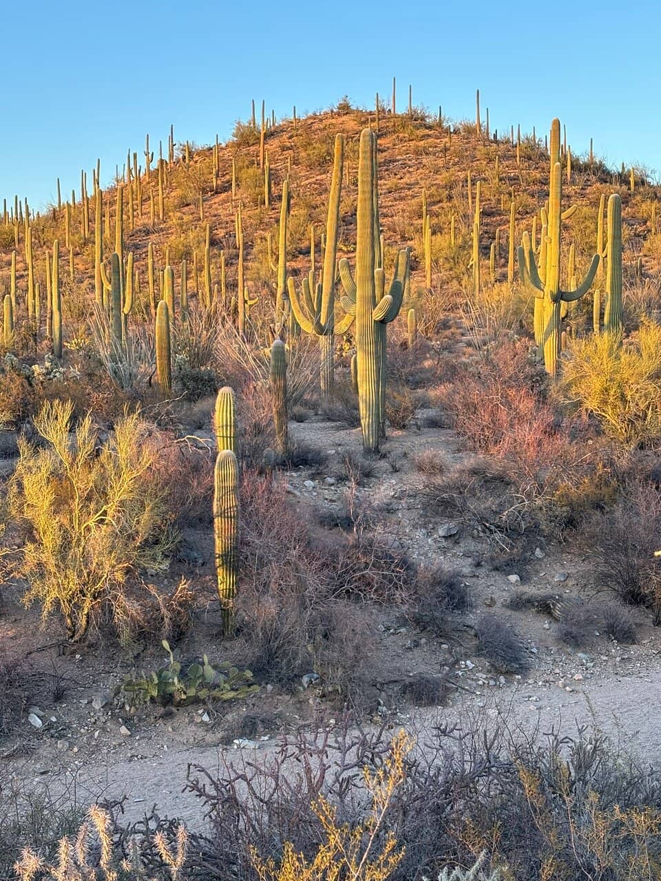 Petroglyphs at Signal Hill