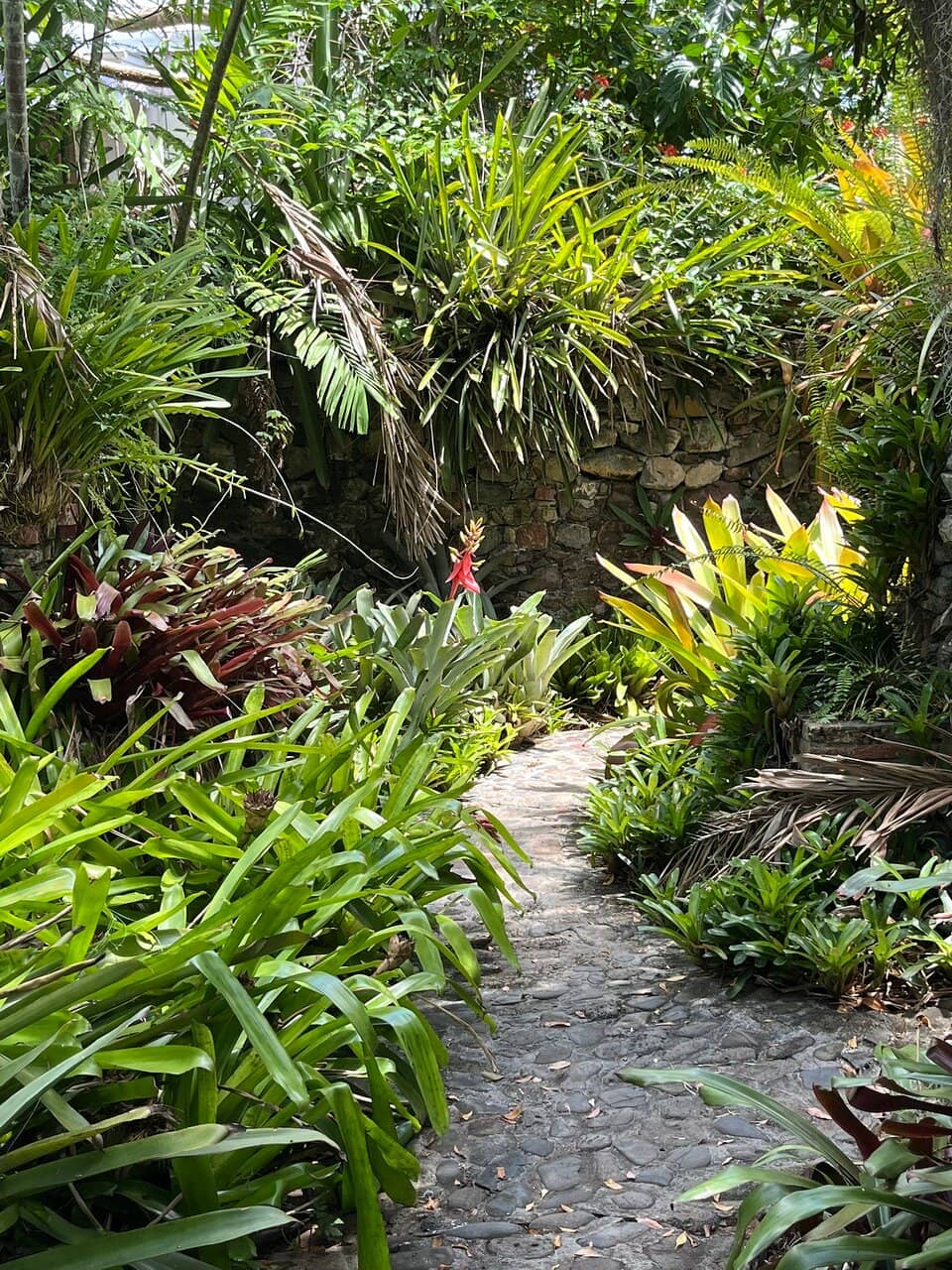 Exotic Tree Collection