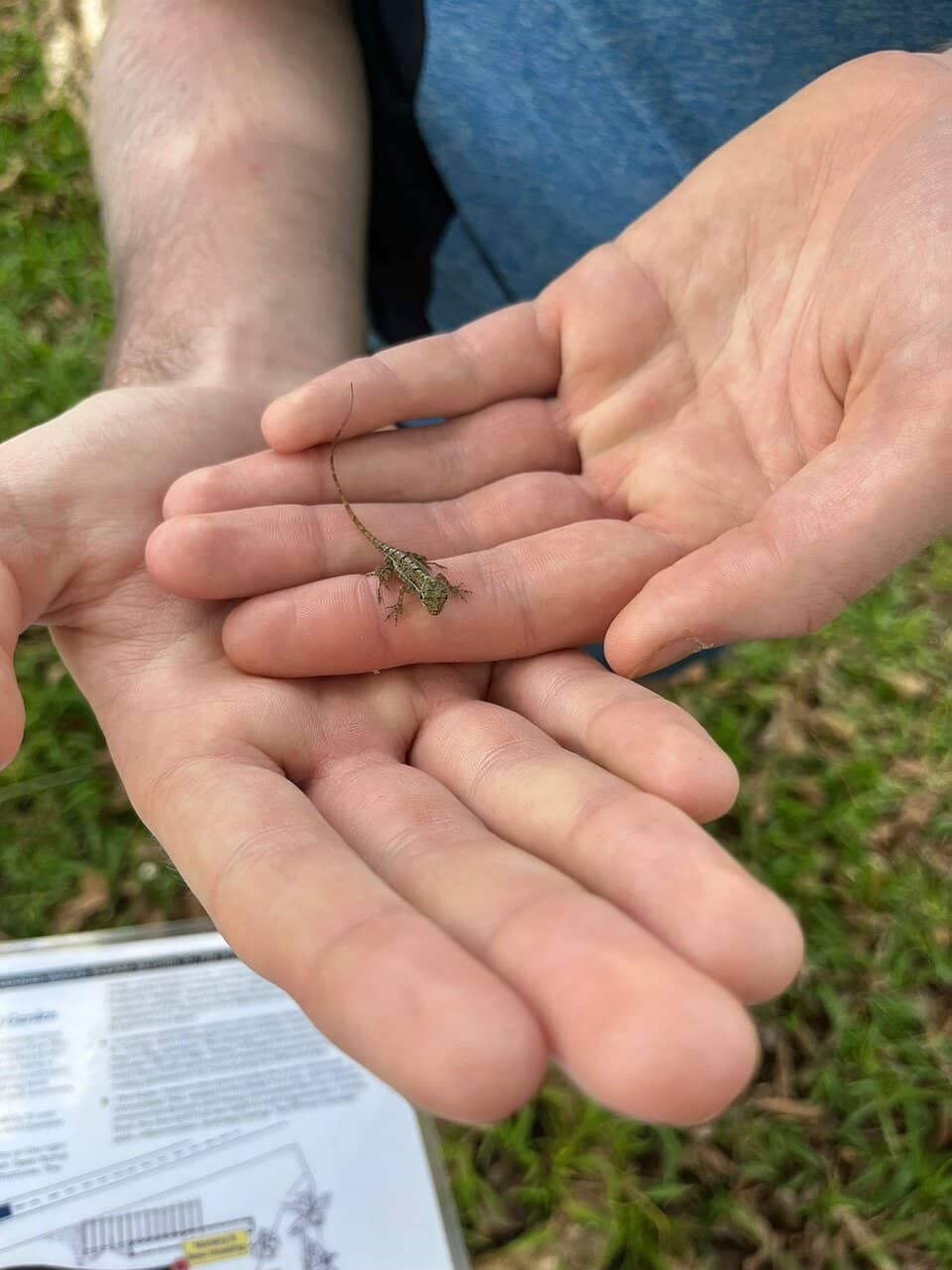 Overseer's House Bats