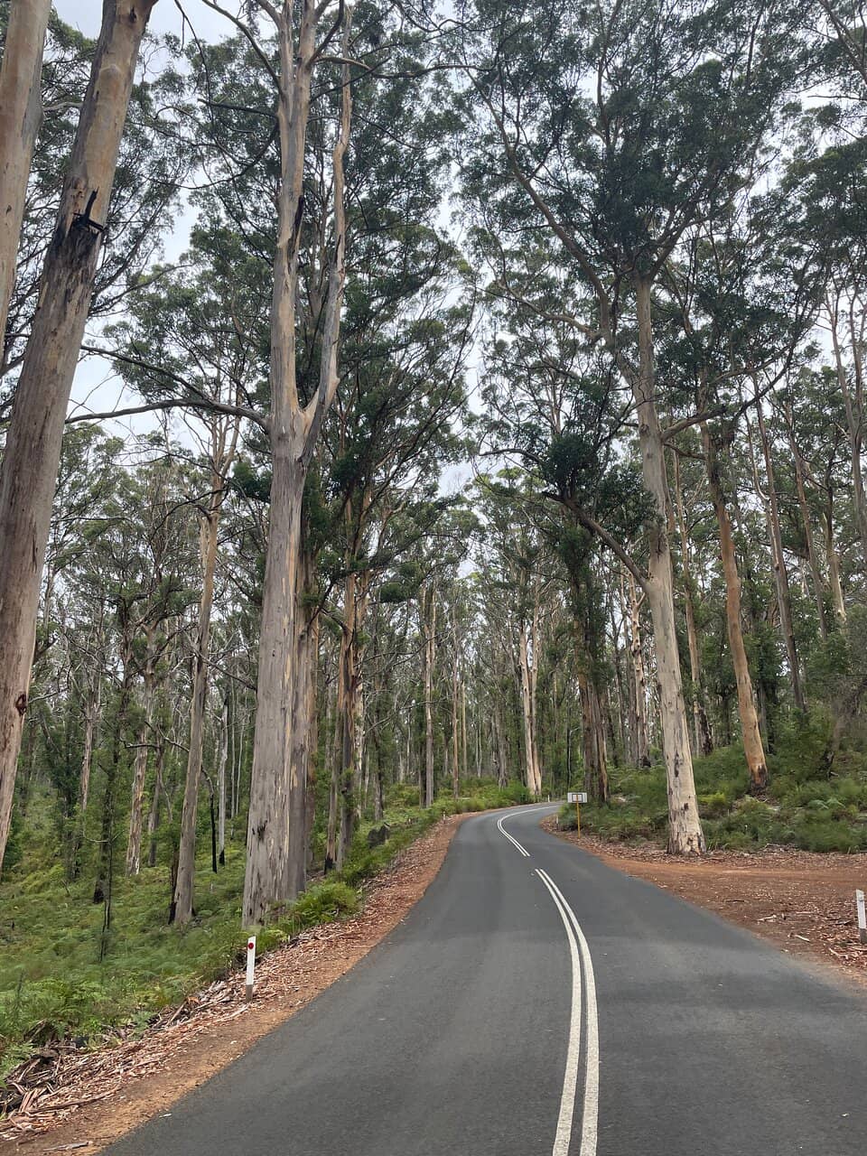 Boranup Forest Viewpoint