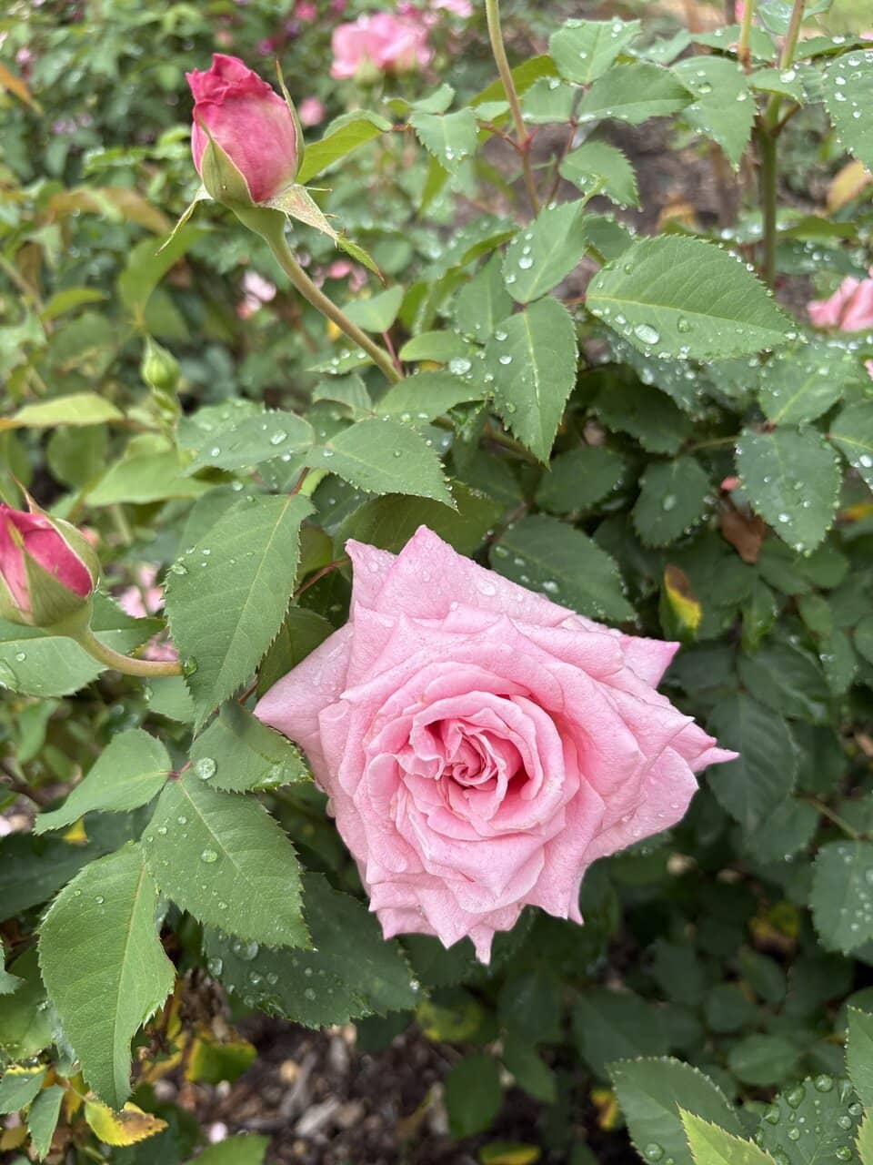 Calhoun Garden's Legacy