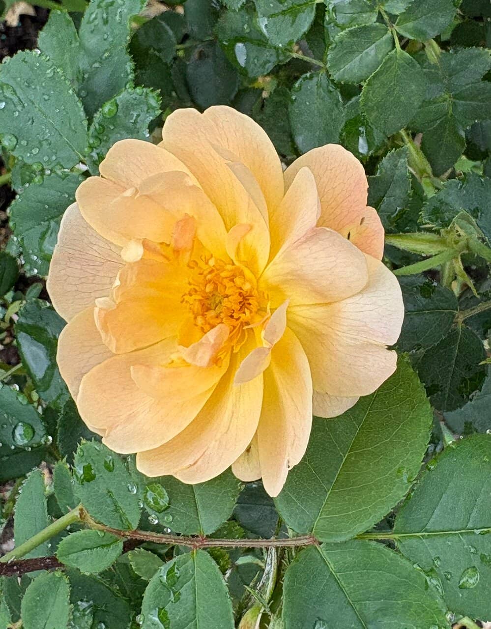 The American Club Courtyards