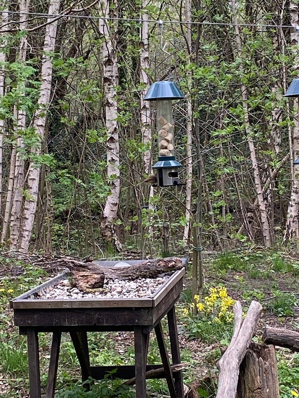 Bird & Squirrel Spotting