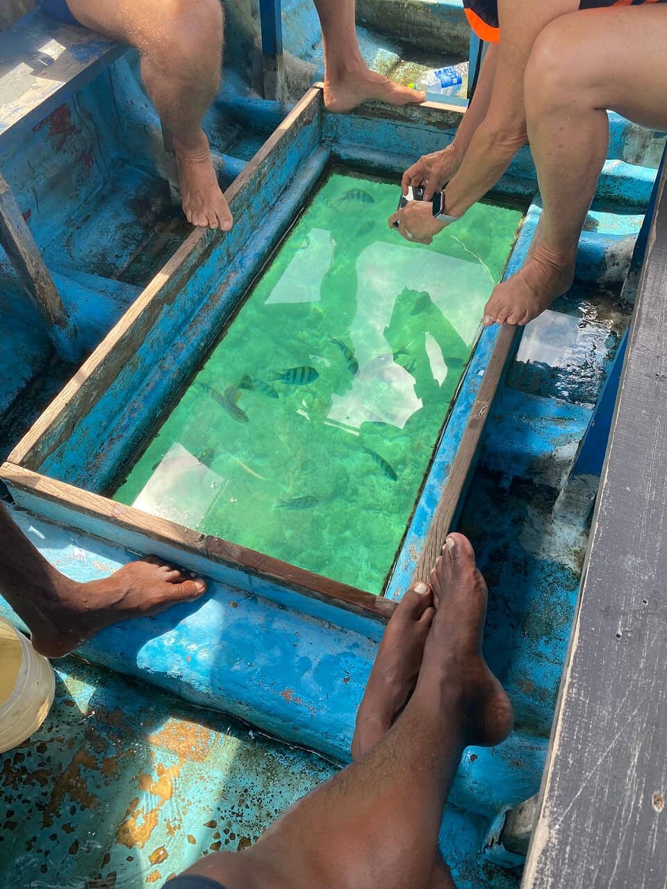 Snorkeling & Marine Life