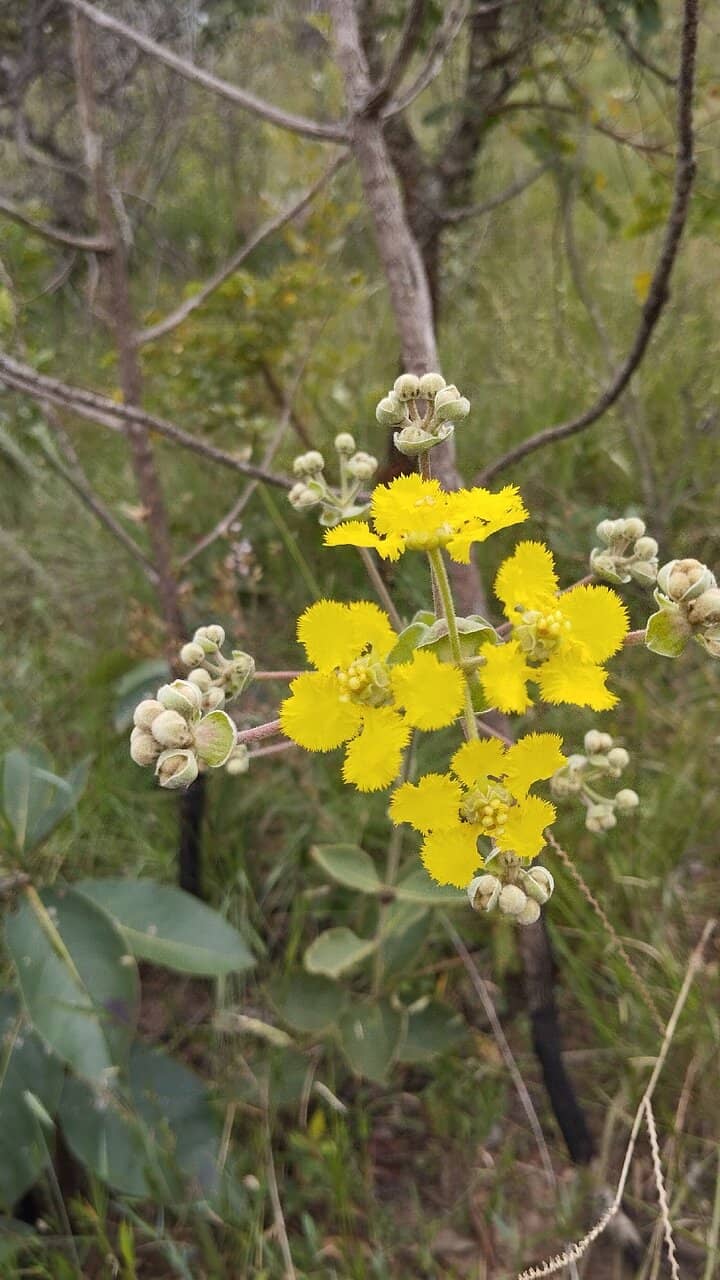 Rupestrian Cerrado Trails