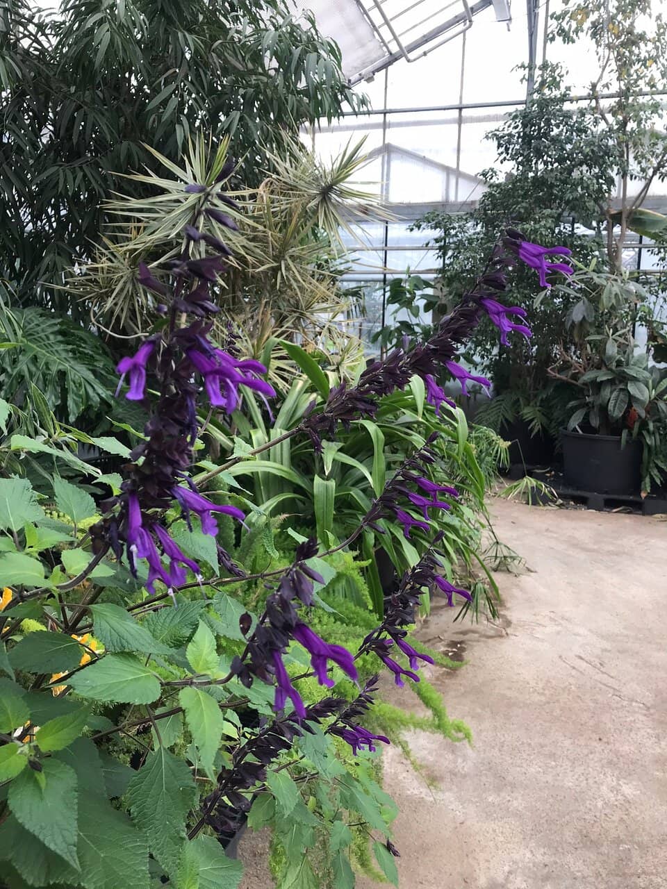 The Greenhouse Cafe