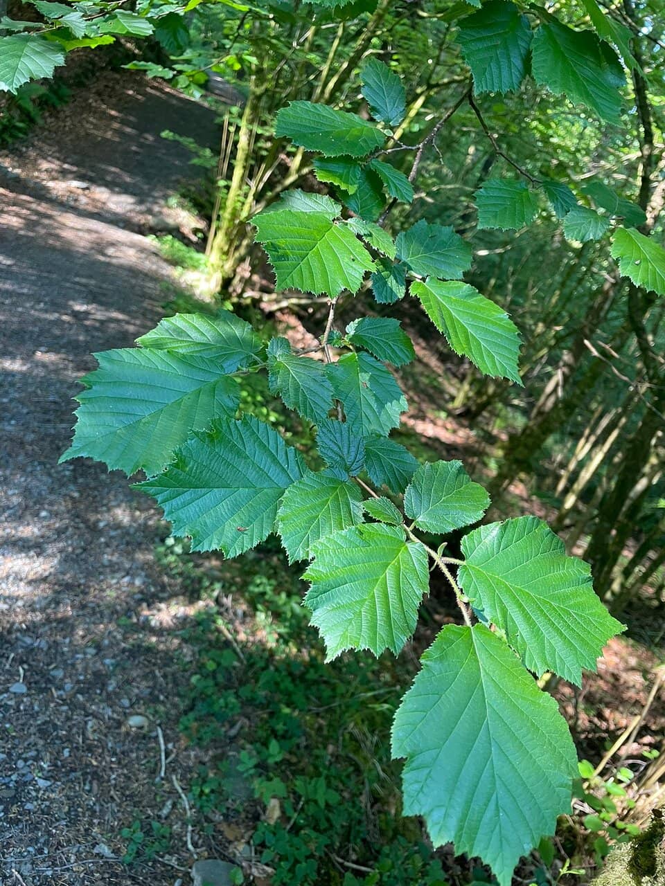 Art in Nature Trails