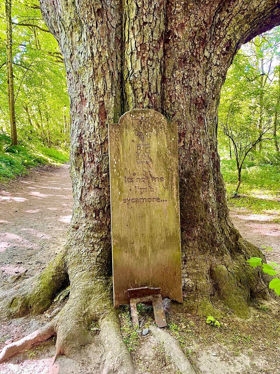 The Hollow Trunk
