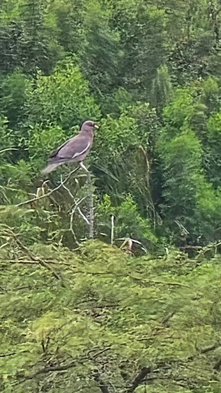 Migratory Bird Spectacle