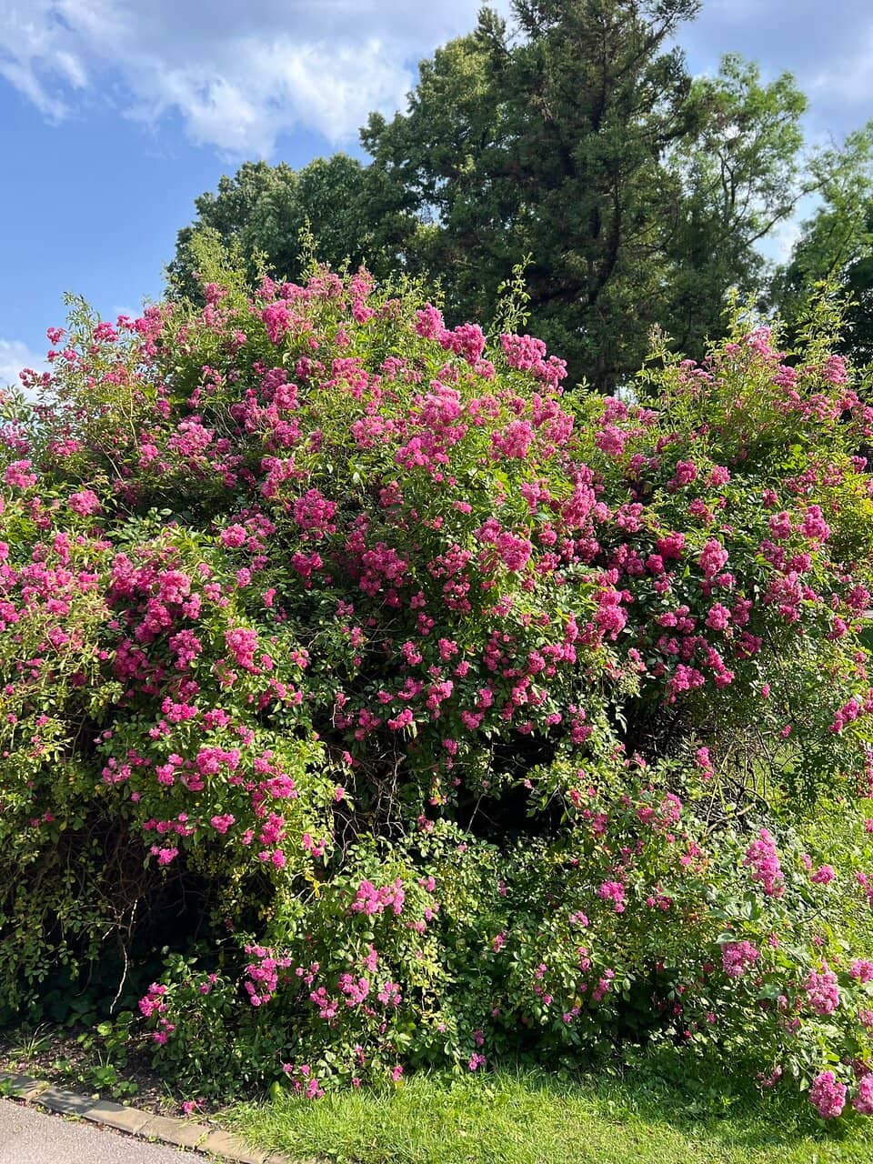 Tranquil Pond & Greenery