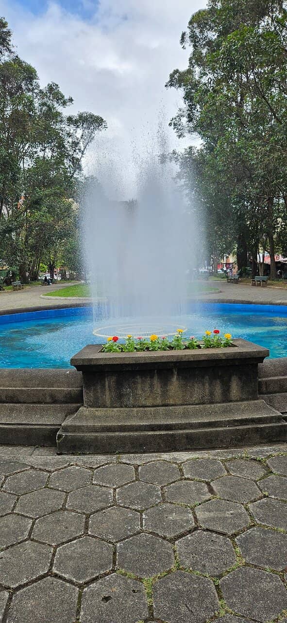 Centennial Eucalyptus Trees