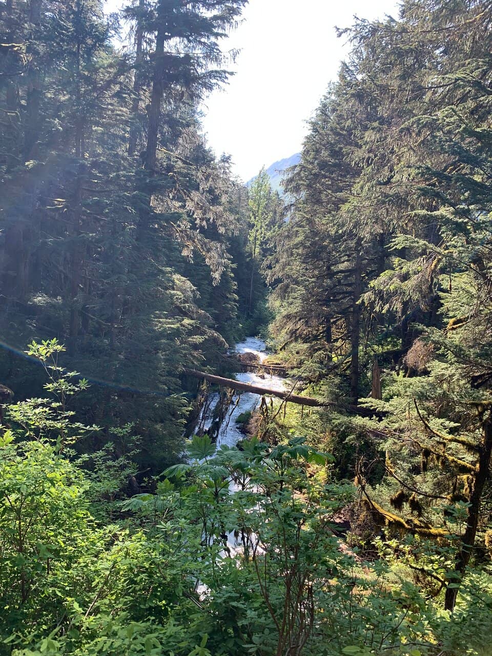 Rainforest Ambiance