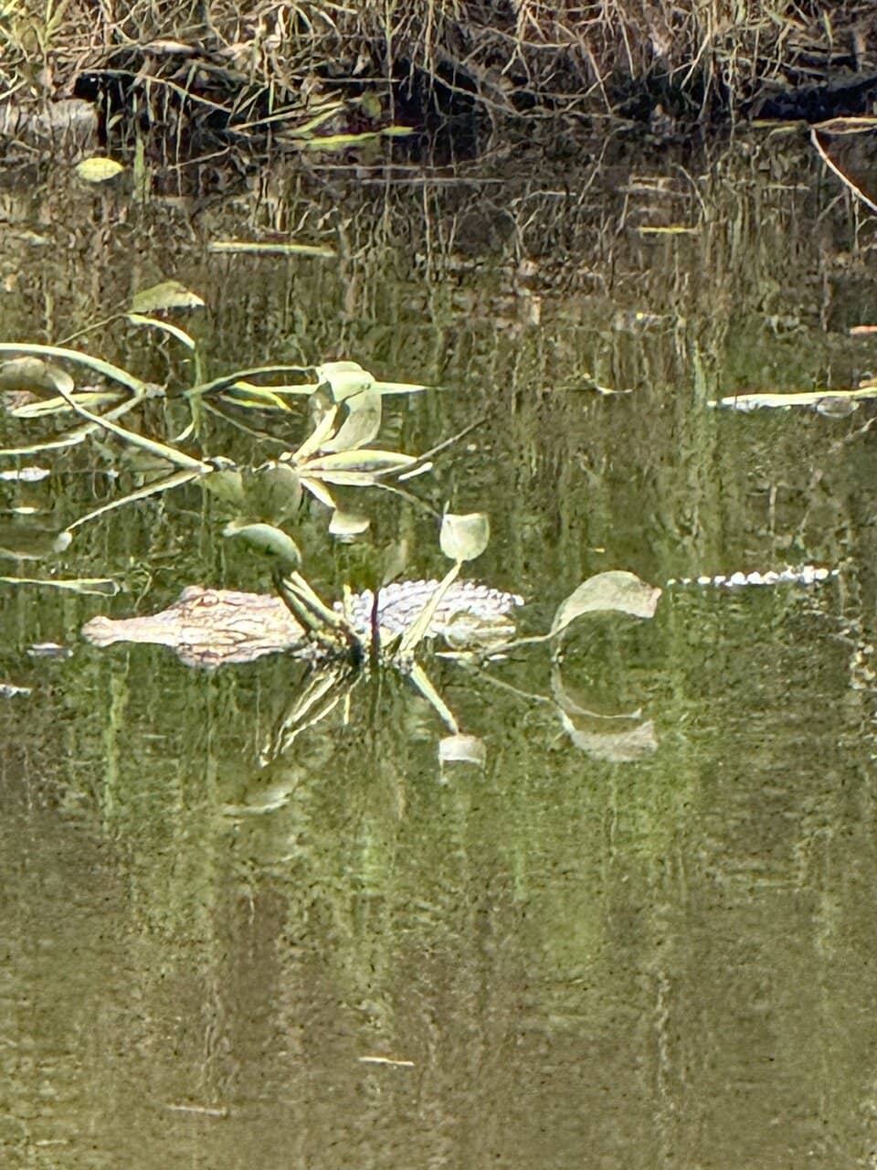 Thrilling Airboat Ride