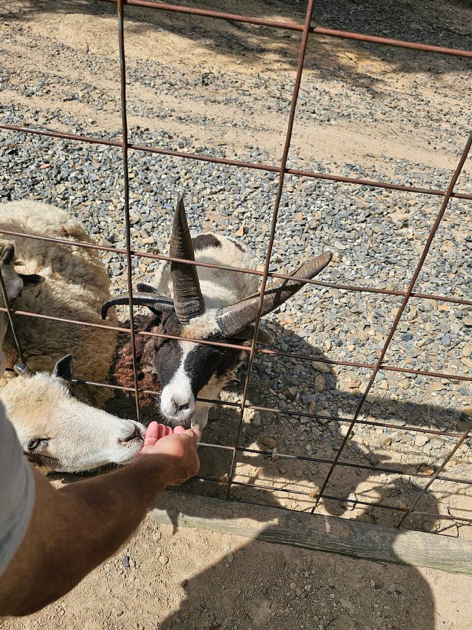 Gator Zipline Adventure