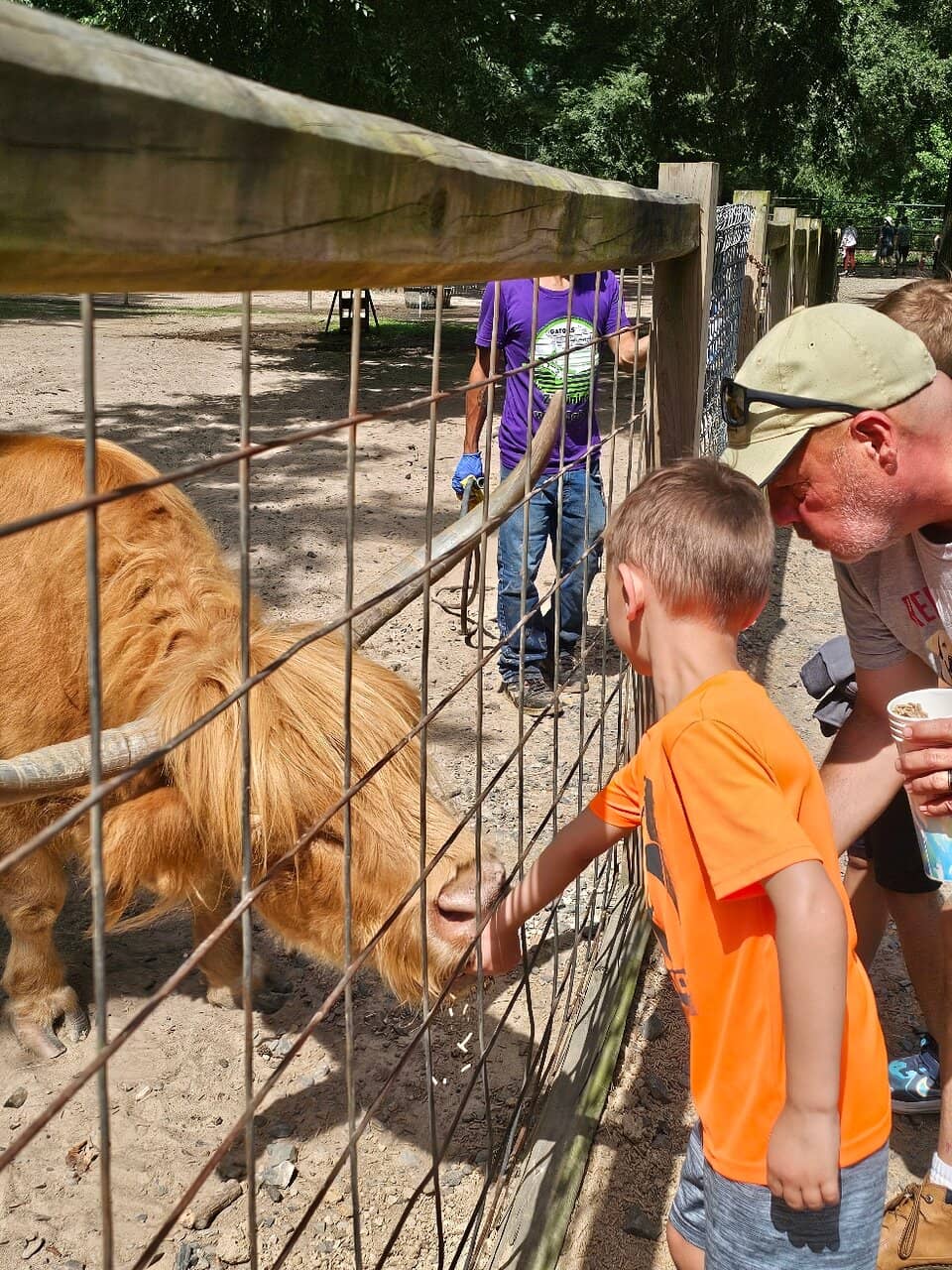 Alligator Feeding Show