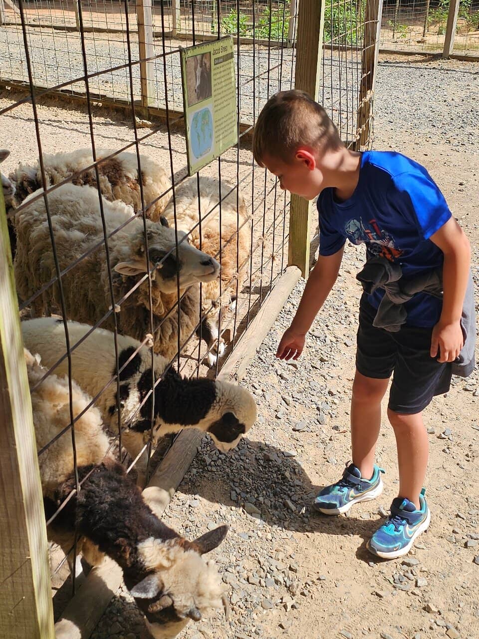 Petting Zoo & Animal Encounters
